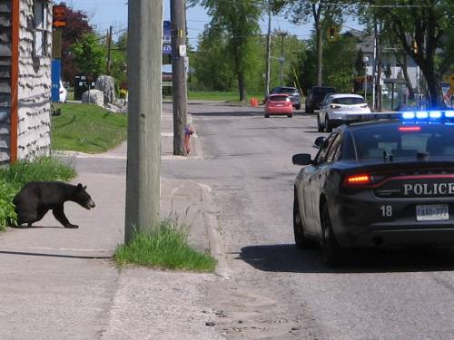 [Bear being chased by police through the streets of Sault Sainte Marie]